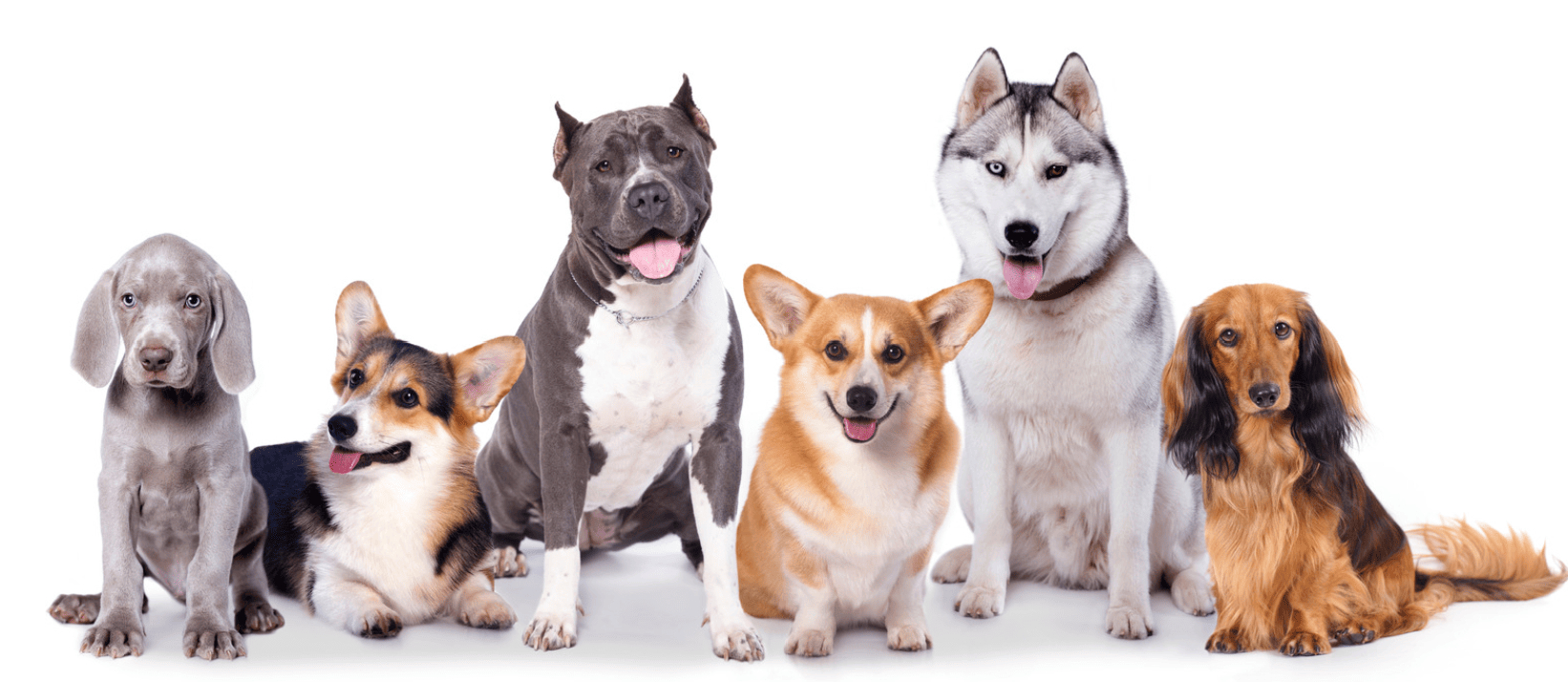 Dog Bite Injury Lawyers | Carlson Bier Associates